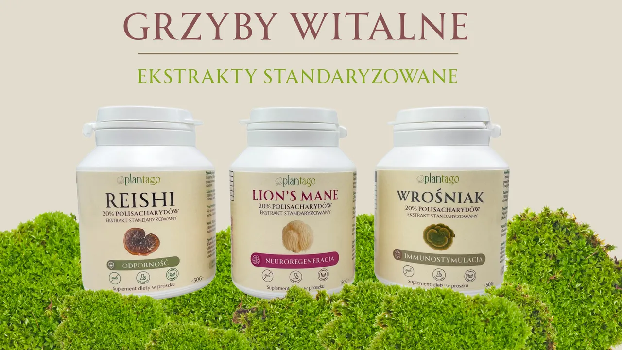 Sekret długowieczności i witalności: poznaj moc grzybów witalnych