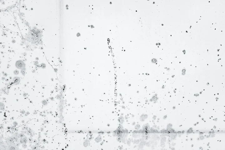 Co trwale zabija pleśń w ścianach? Skuteczne rozwiązania, które naprawdę działają!