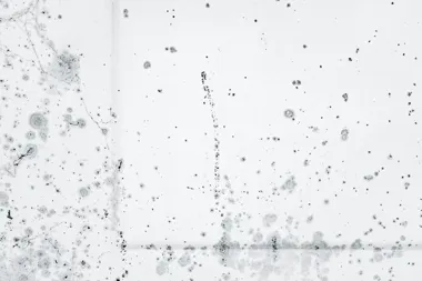 Co trwale zabija pleśń w ścianach? Skuteczne rozwiązania, które naprawdę działają!