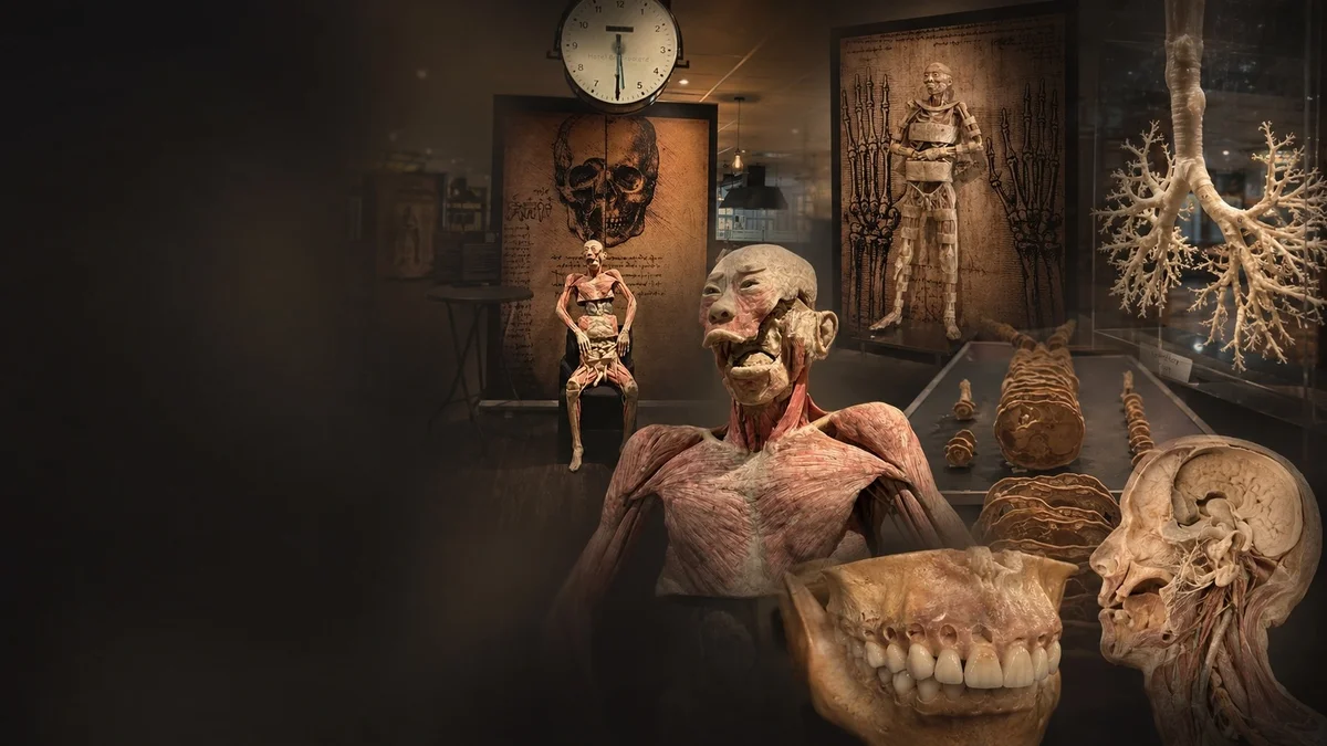 Grafika promocyjna wydarzenia Bodies – Wystawa anatomiczna w Koszalinie