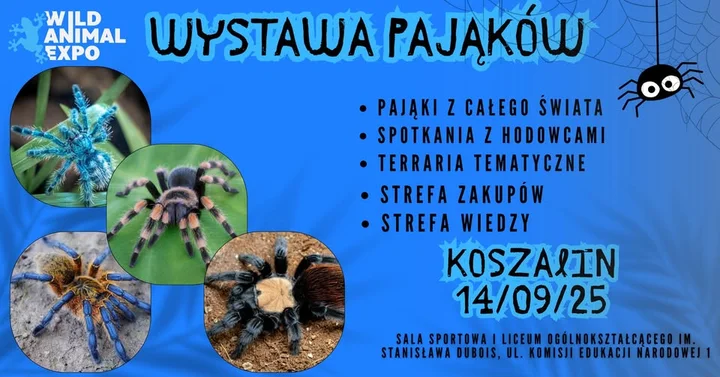 Obrazek przedstawia grafikę promocyjną wydarzenia Wystawa pająków w Koszalinie — ekspozycja terrarystyczna i strefa edukacyjna