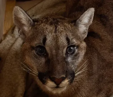 Puma z Polanowa trafiła do poznańskiego zoo. Czekają ją badania